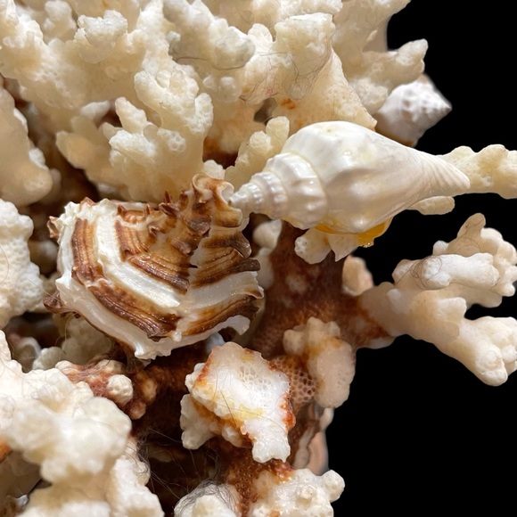 Vintage 1950s Natural Dried Coral Specimen Large Sculpture with Ceramic Base - Picture 6 of 12